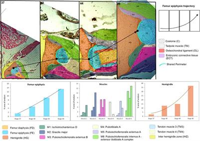 Geographical Information System Applied to a Biological System: Pelvic Girdle Ontogeny as a Morphoscape